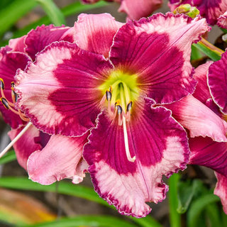 Don't Lose Heart Reblooming Daylily