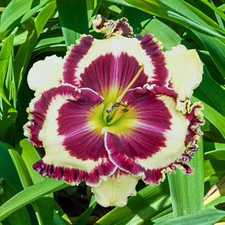 Kalamazoo Reblooming Daylily