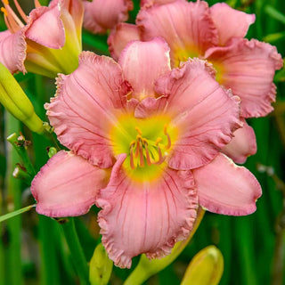 Pinkapotamus Reblooming Daylily