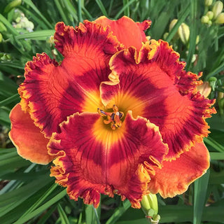 Feed the Flame Reblooming Daylily