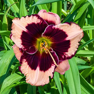 Jane Trimmer Reblooming Daylily
