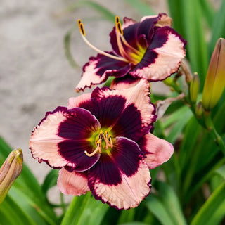 Jane Trimmer Reblooming Daylily