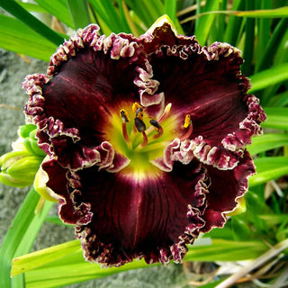 Dark Dubonnet Daylily
