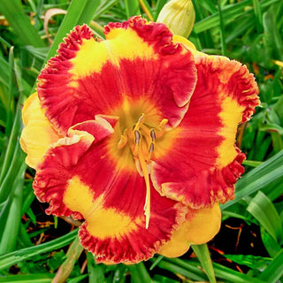 Radioactive Daylily