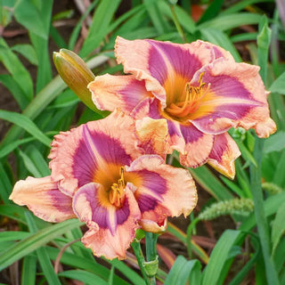 Triple Edged Sword Daylily