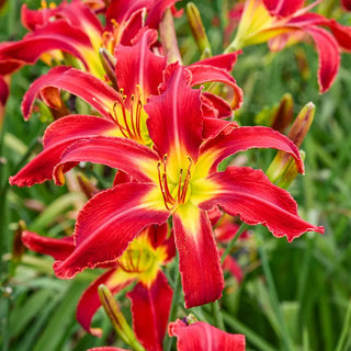 Heavenly United We Stand Daylily