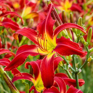 Heavenly United We Stand Daylily