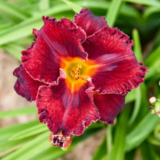 Gothic Grenadine Daylily