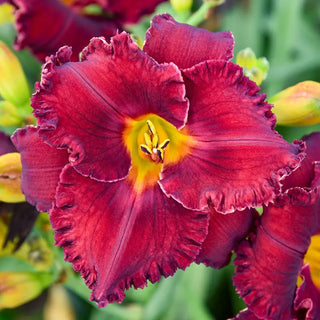 Gothic Grenadine Daylily