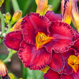 Gothic Grenadine Daylily