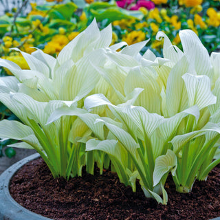Many Shades of Hosta Collection