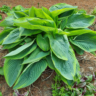 Brecks Colossal Hosta