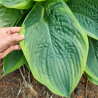 Brecks Colossal Hosta