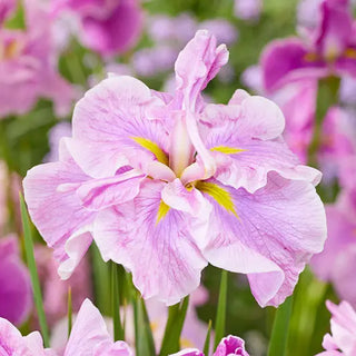 Tub Tim Grob Dinner Plate Japanese Iris