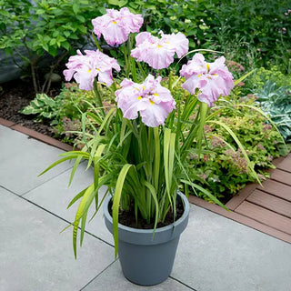 Tub Tim Grob Dinner Plate Japanese Iris