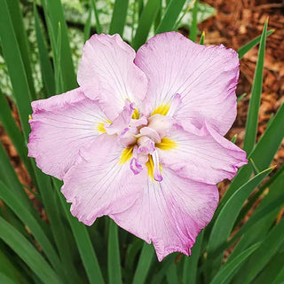 Tub Tim Grob Dinner Plate Japanese Iris