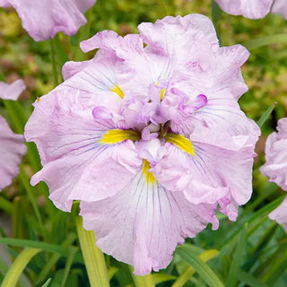 Tub Tim Grob Dinner Plate Japanese Iris