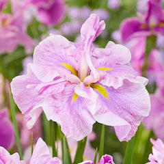 Buy Tub Tim Grob Dinner Plate Japanese Iris | Breck's