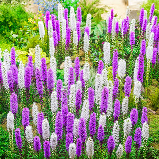 Blazing Star Mixture