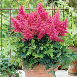 Drum and Bass Astilbe
