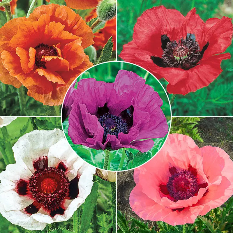 Buy our colorful Oriental Poppy Collection | Breck's