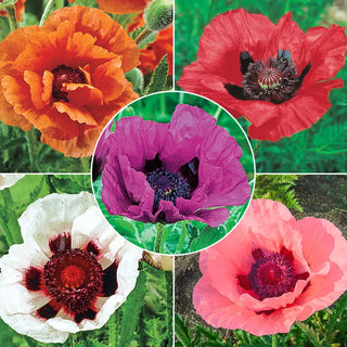 Breck's® Colourful Oriental Poppy Collection