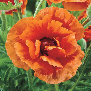 Breck's® Colourful Oriental Poppy Collection