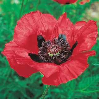 Breck's® Colourful Oriental Poppy Collection