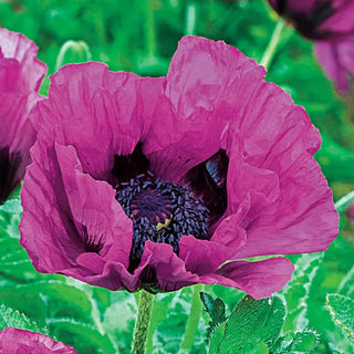 Breck's® Colourful Oriental Poppy Collection