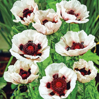 Breck's® Colourful Oriental Poppy Collection