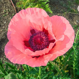 Breck's® Colourful Oriental Poppy Collection