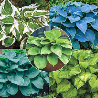 Award-Winning Hosta Collection