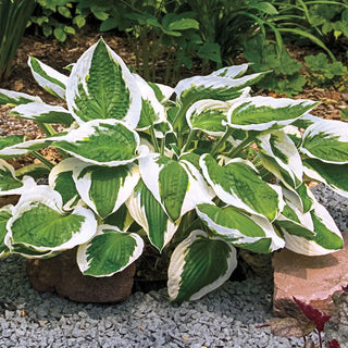 Award-Winning Hosta Collection