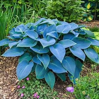 Award-Winning Hosta Collection