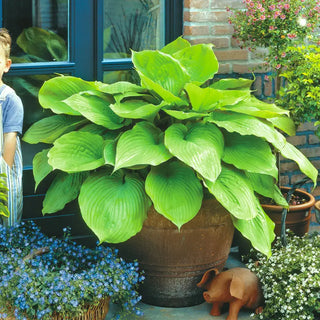 Award-Winning Hosta Collection