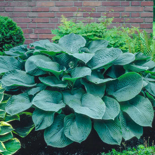 Award-Winning Hosta Collection