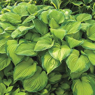 Award-Winning Hosta Collection