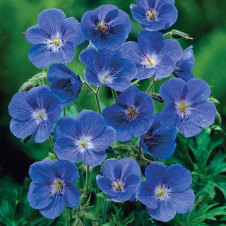 Everblooming Hardy Geranium Collection