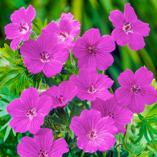 Everblooming Hardy Geranium Collection
