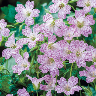 Everblooming Hardy Geranium Collection