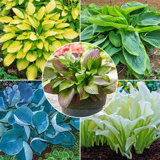 Many Shades of Hosta Collection