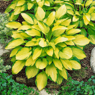 Many Shades of Hosta Collection
