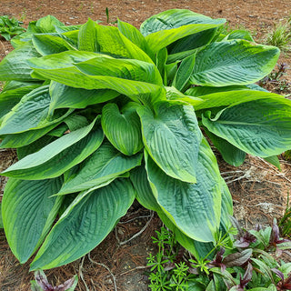 Many Shades of Hosta Collection
