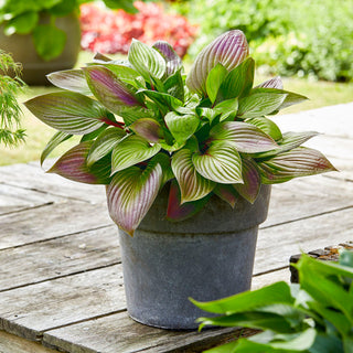 Many Shades of Hosta Collection
