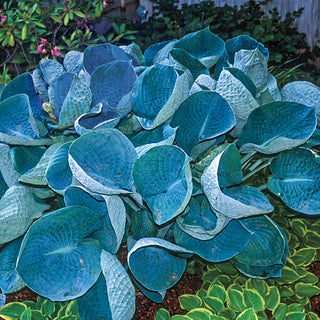 Many Shades of Hosta Collection