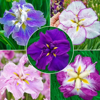 Dinner Plate™ Japanese Iris Collection