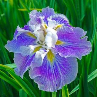 Dinner Plate™ Japanese Iris Collection
