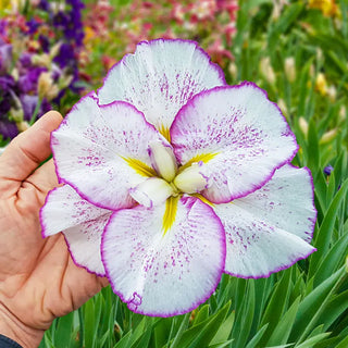 Dinner Plate™ Japanese Iris Collection