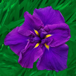 Dinner Plate™ Japanese Iris Collection