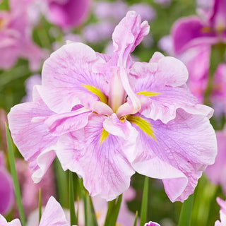 Dinner Plate™ Japanese Iris Collection
